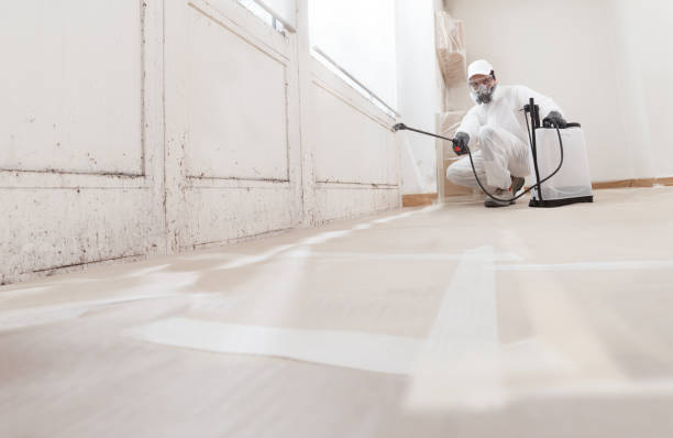 24/7 Emergency Black Mold Remediation experts in Ferndale, WA