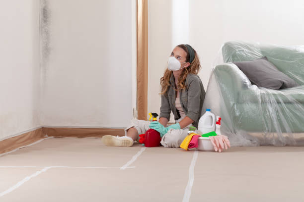 Reliable Black Mold Remediation contractor in Ferndale, WA by 24 Hour Mold Removal