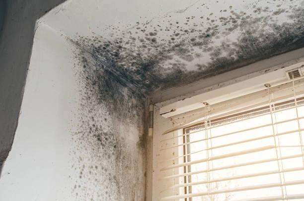 Affordable Black Mold Remediation solutions in Ferndale, WA